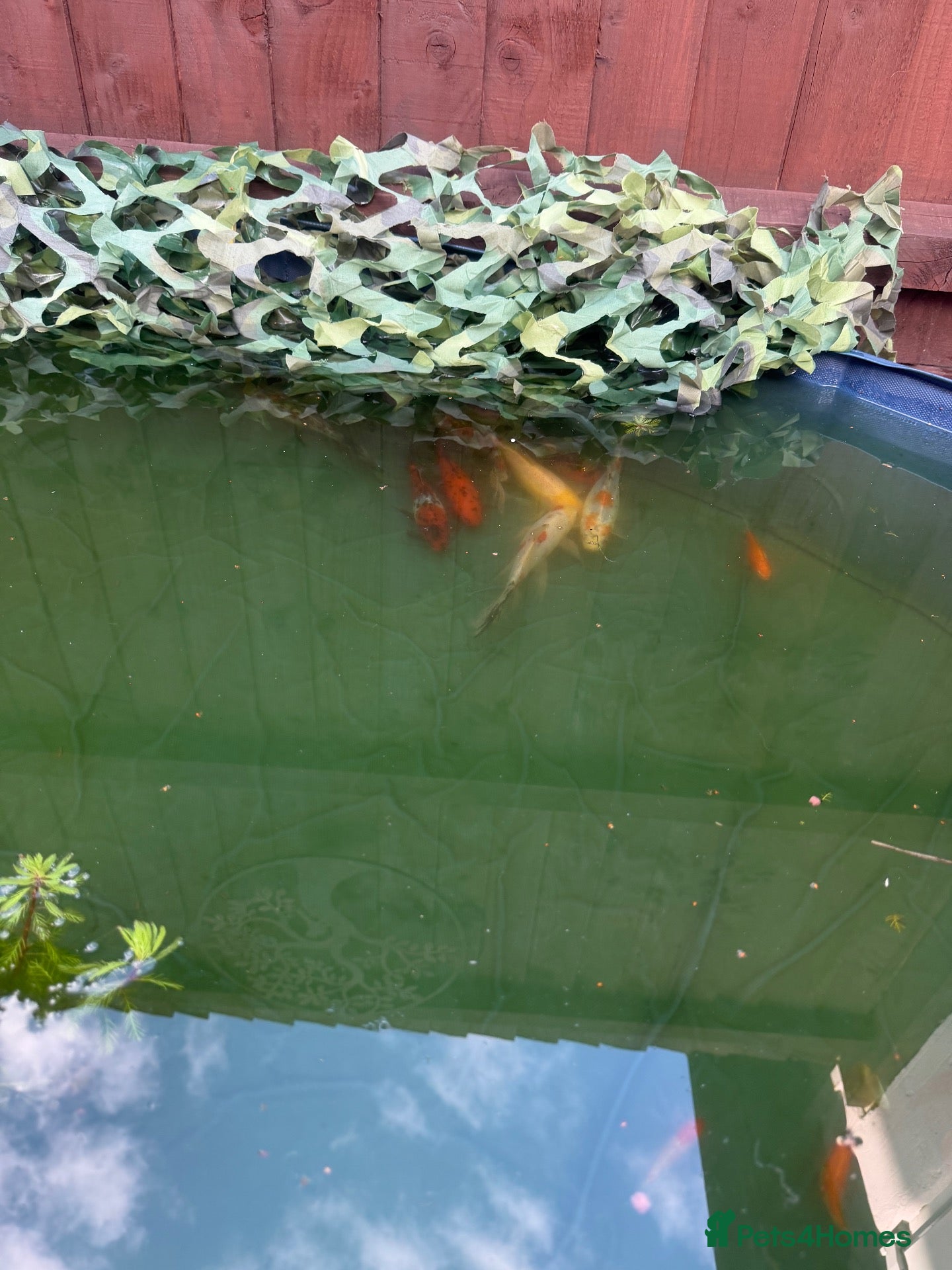 Pond Fish fish An array of different fan tail and gold fish  - Advert 2