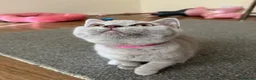 British Shorthair cats for sale: GCCF reg blue boy & lilac girl available 🩵💜 - Advert 21