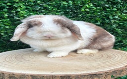 Mini Lop rabbits for sale: 🌟 mini lop babies 🌟 - Image 18