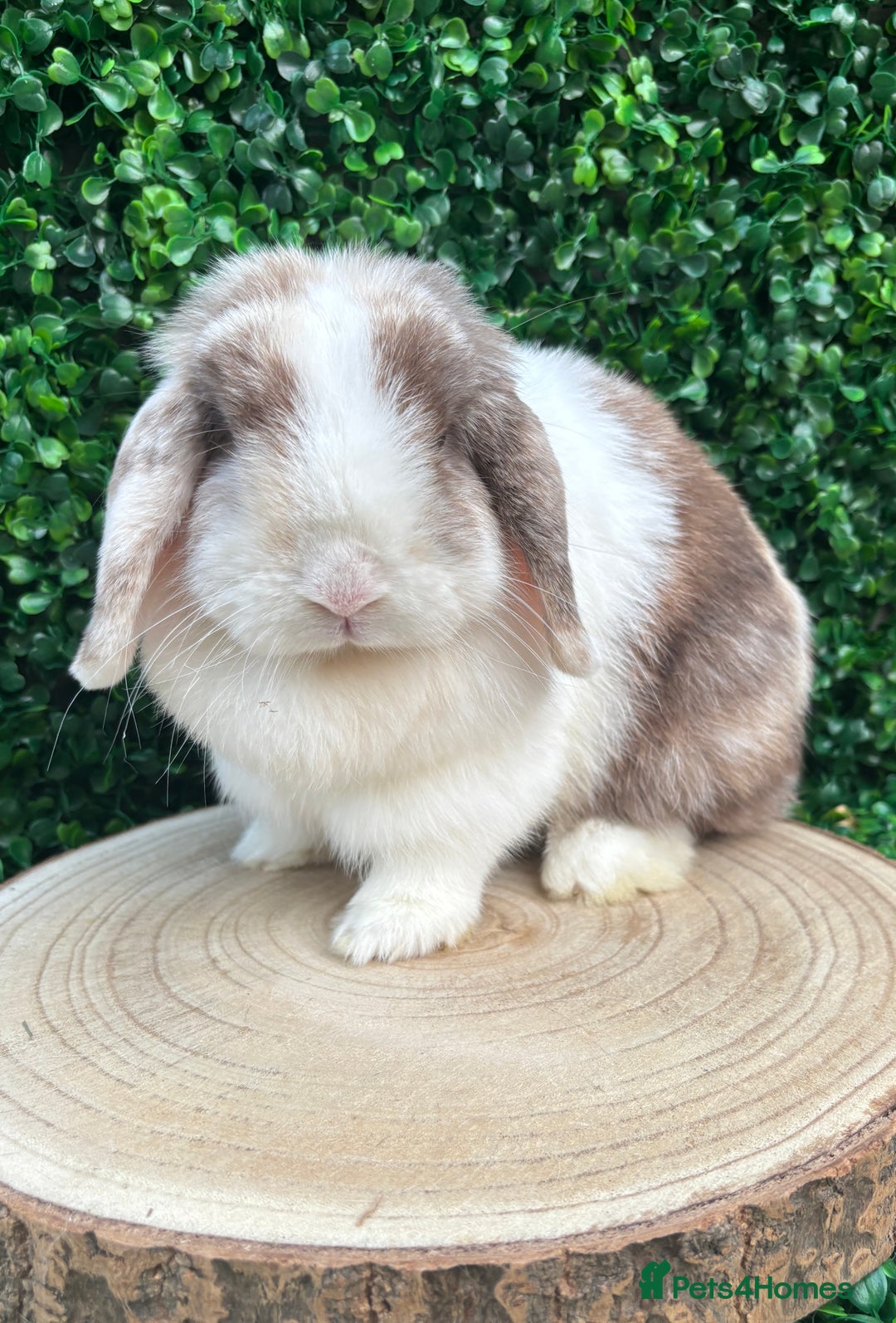 Mini Lop rabbits for sale: 🌟 mini lop babies 🌟 - Image 18
