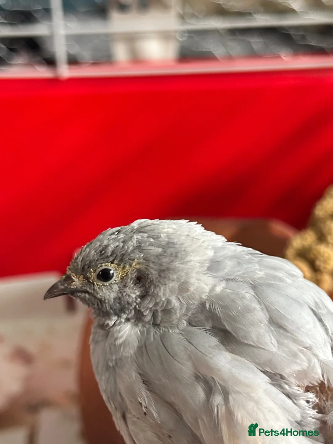 Mixed Breed birds for sale: Button Quail x3 free to a good home in Newbiggin-by-the-Sea - Advert 7