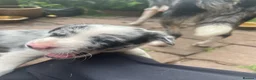 Border Collie dogs for sale: Beautiful Blue Merle Collie Puppies  in Hereford - Advert 11