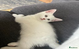 Scottish Fold cats for sale: Scottish fold & Khao Manee mix sisters - Image 22
