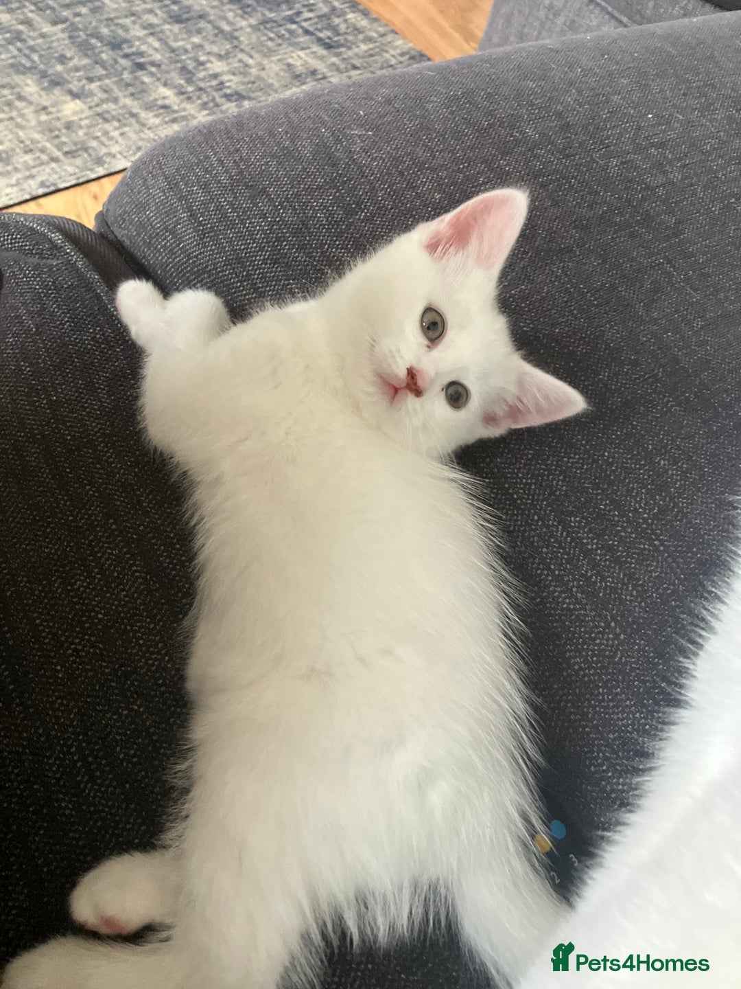 Scottish Fold cats for sale: Scottish fold & Khao Manee mix sisters - Image 22