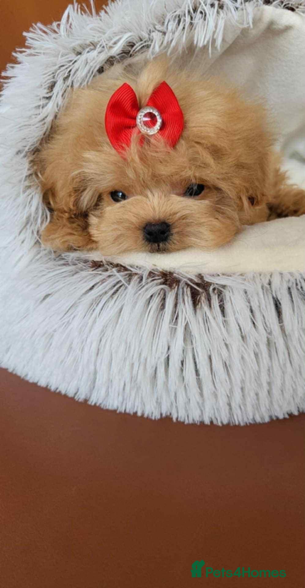 Maltipoo dogs Very small Maltipoo female for sale - Advert 1