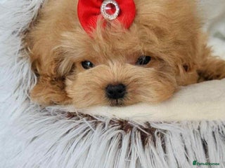 Maltipoo dogs Very small Maltipoo female for sale - Advert 1