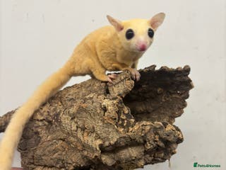 Sugar Glider rodents Baby sugar gliders - Advert 7