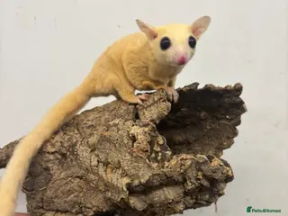 Sugar Glider rodents Baby sugar gliders - Advert 6