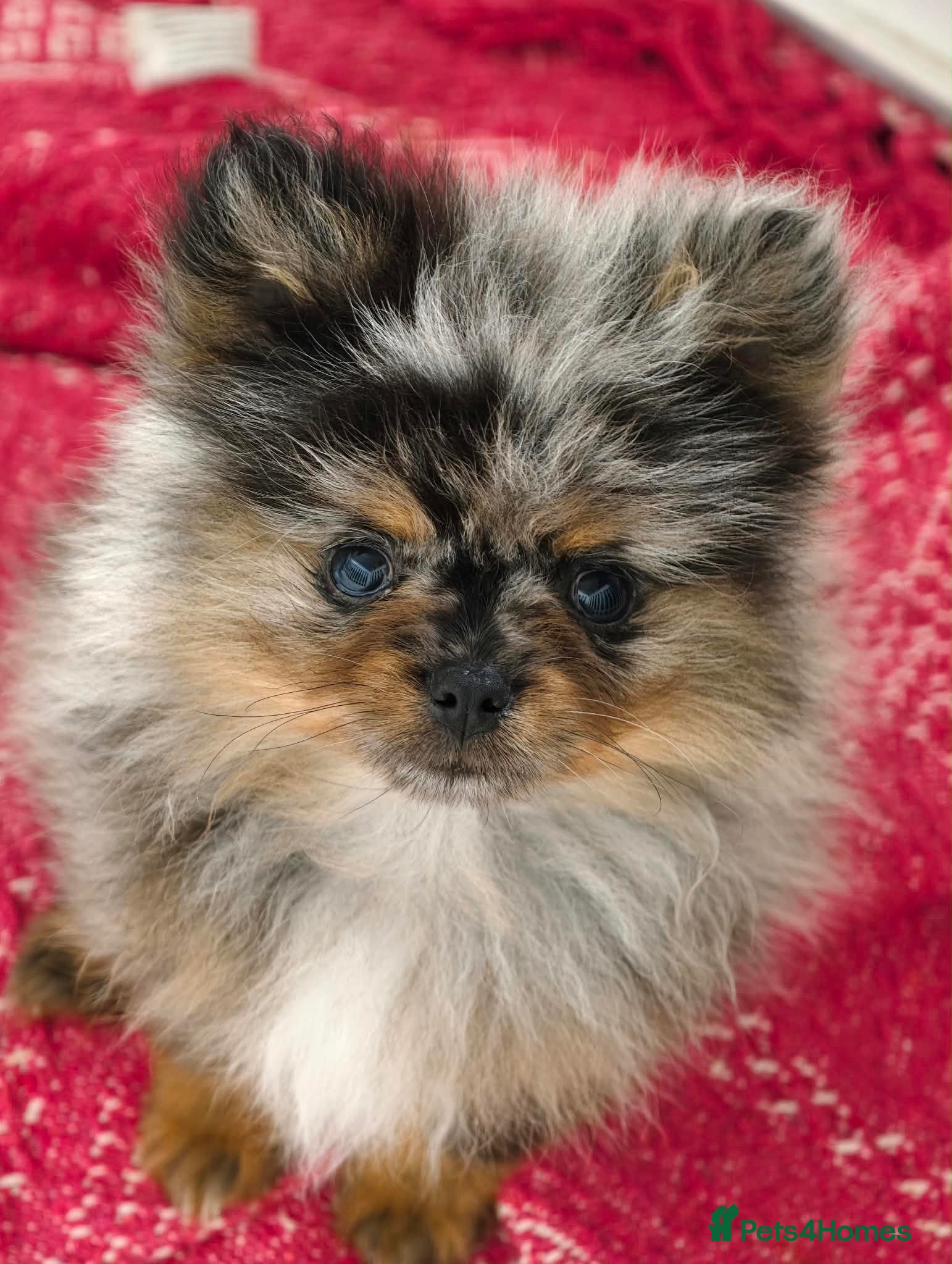 Pomeranian dogs Merle Pomeranians - Advert 12