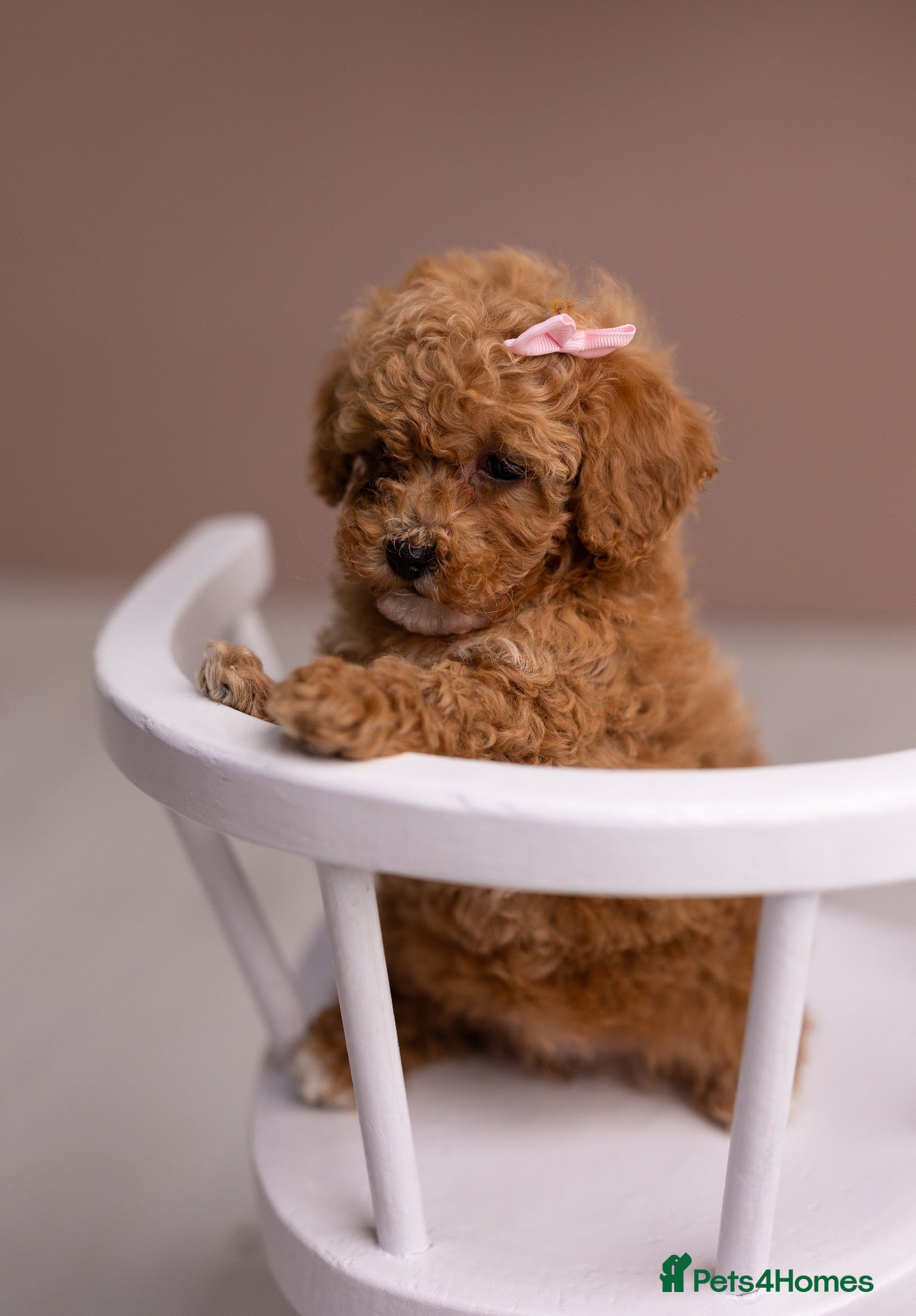Poochon dogs Mini Poochon Teddy Bear - Advert 1