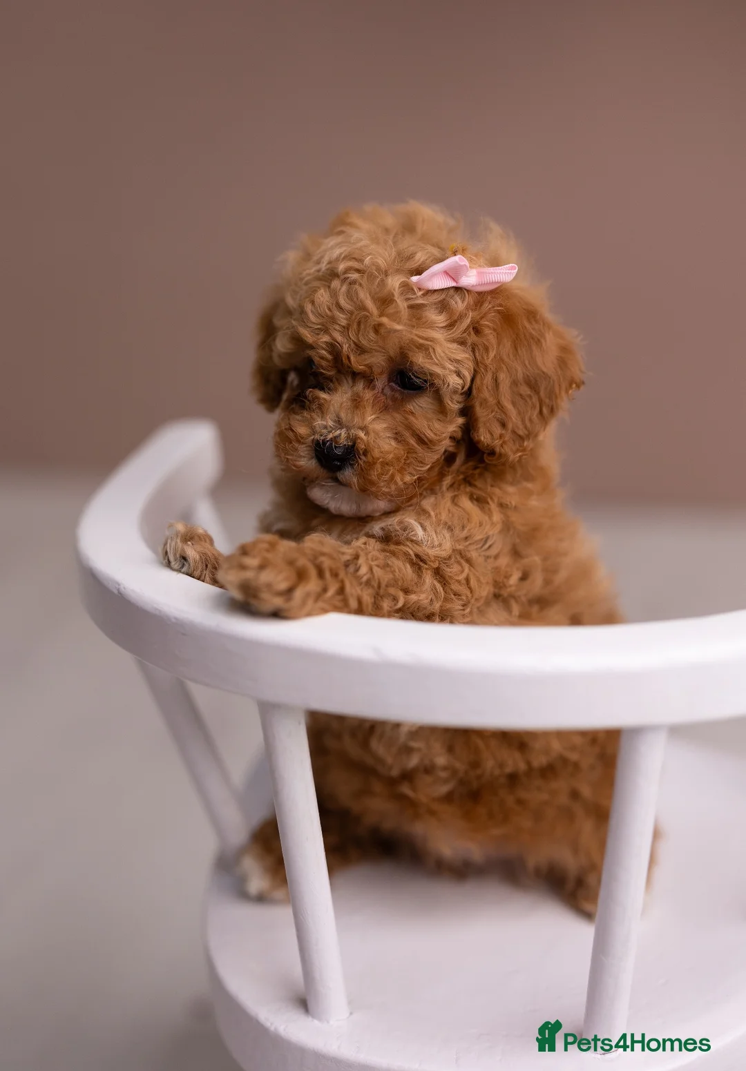 Poochon dogs for sale: Mini Poochon Teddy Bear - Advert 1