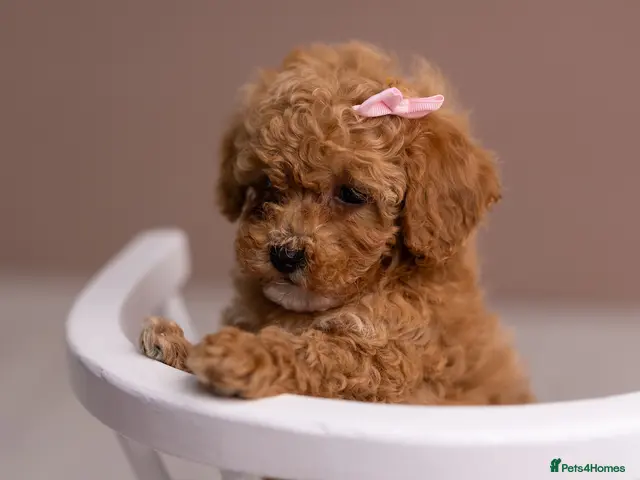Poochon dogs Mini Poochon Teddy Bear - Advert 2