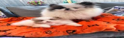 Pomeranian dogs for sale: Lilac & White Small Boy in Birmingham - Advert 4