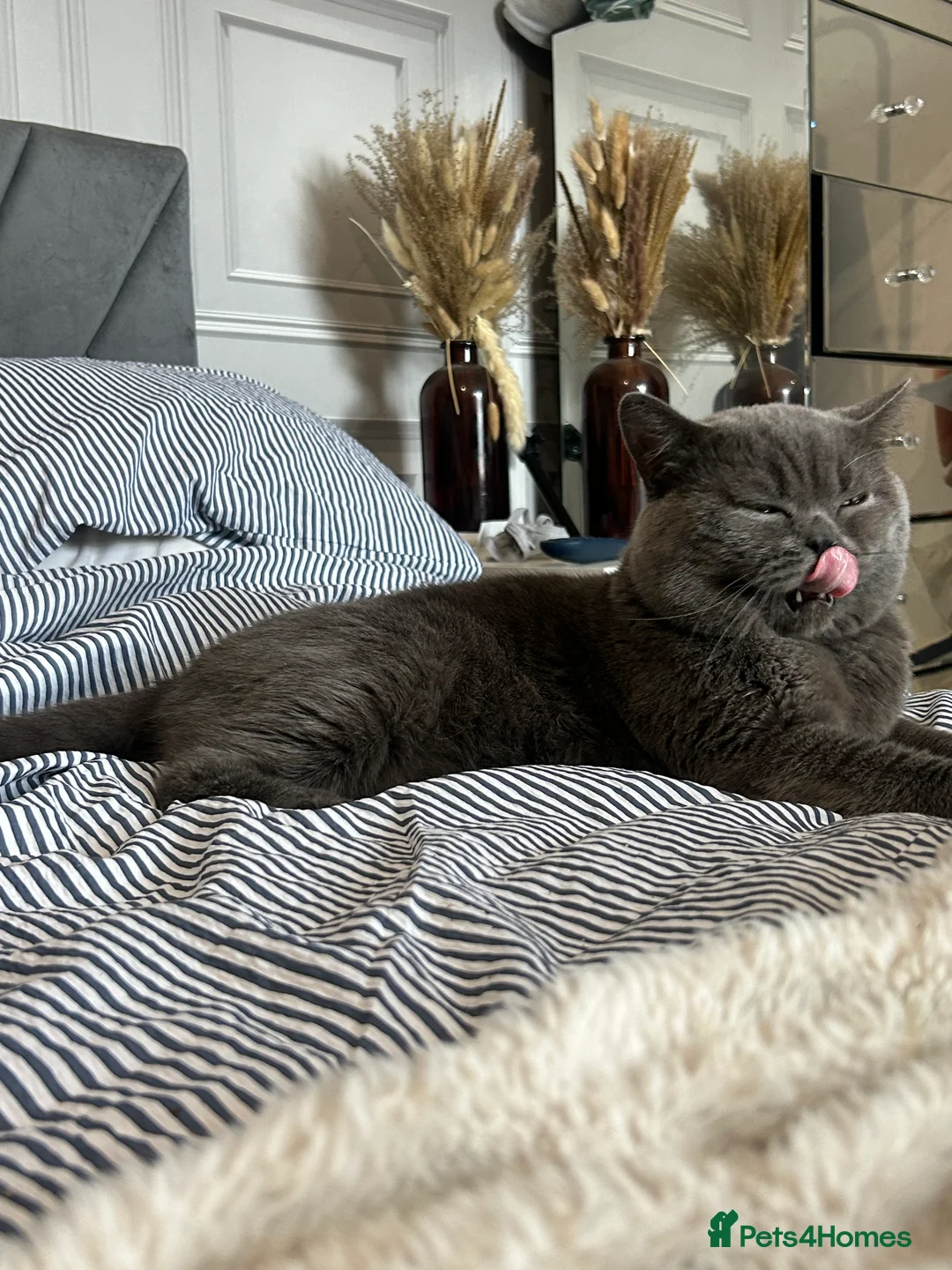 British Shorthair cats for stud: Manchester STUD - King Leon  in Salford - Advert 2