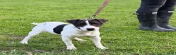 Mixed Breed dogs for sale: Border terrier cross jack russels for sale  - Advert 33