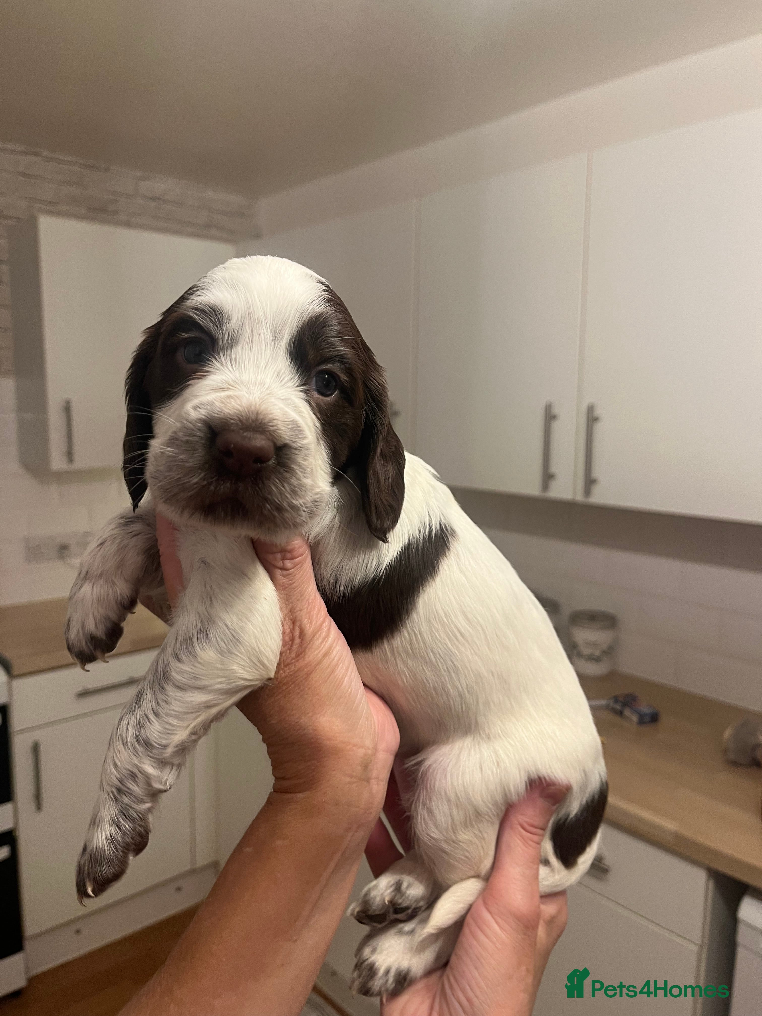 Cocker Spaniel dogs BEAUTIFUL COCKER SPANIEL PUPS - Advert 3