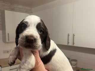 Cocker Spaniel dogs BEAUTIFUL COCKER SPANIEL PUPS - Advert 1