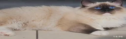 Ragdoll cats for sale: Tica registered ragdoll stud for sale - Advert 4