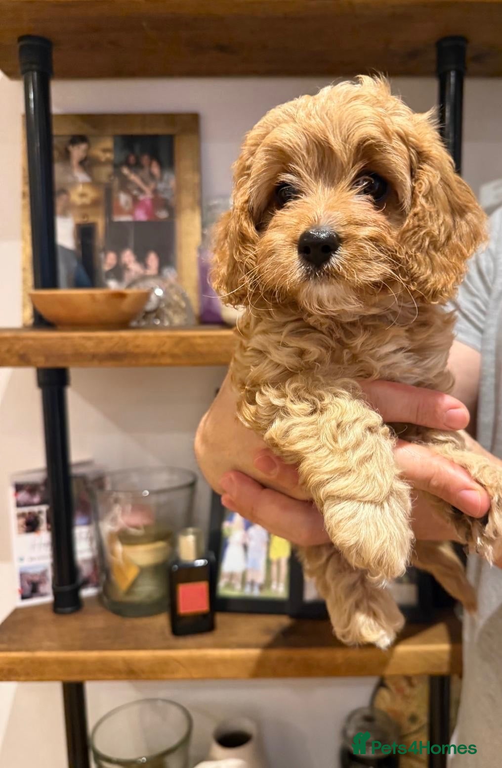 Cavapoo dogs Ready now,last girl left,health tested🧬💉 - Advert 5