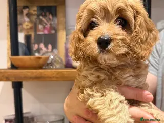 Cavapoo dogs Ready now,last girl left,health tested🧬💉 - Advert 5