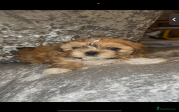 Shih Tzu dogs for sale: Shih tzu puppies - Image 6