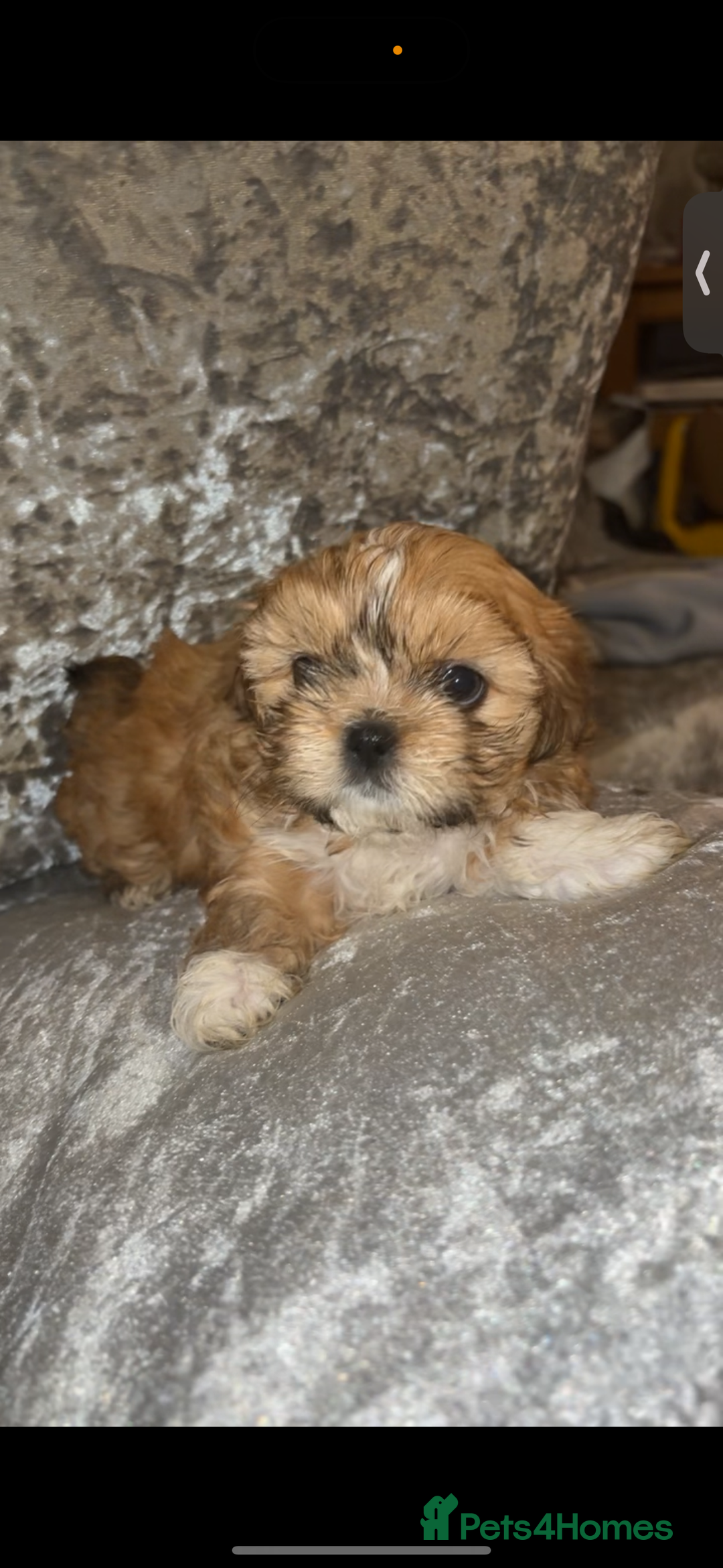 Shih Tzu dogs for sale: Shih tzu puppies - Image 6