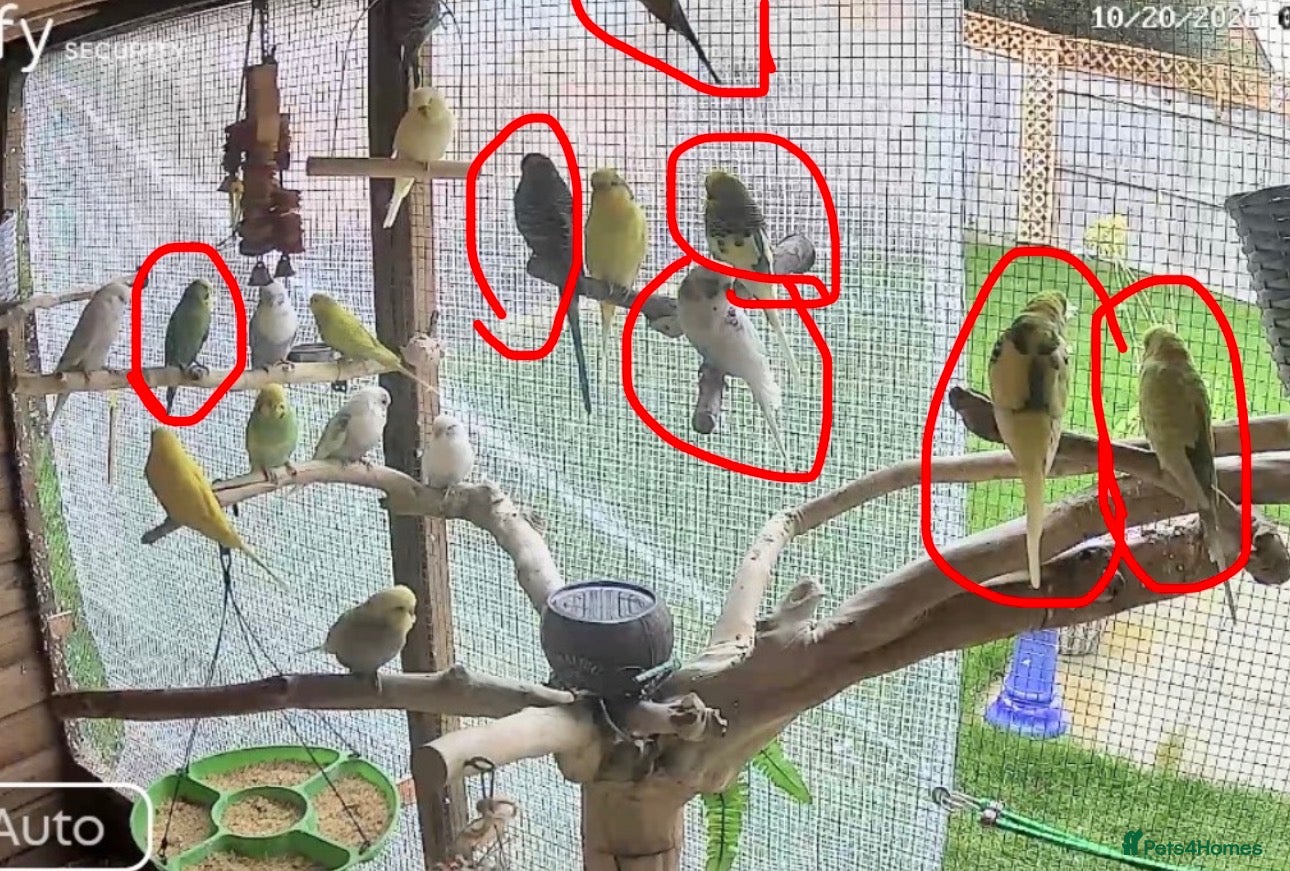 Budgerigars birds for sale: 7 semi-tame budgies  - Advert 1