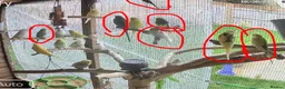 Budgerigars birds for sale: 7 semi-tame budgies  in Weymouth - Advert 1