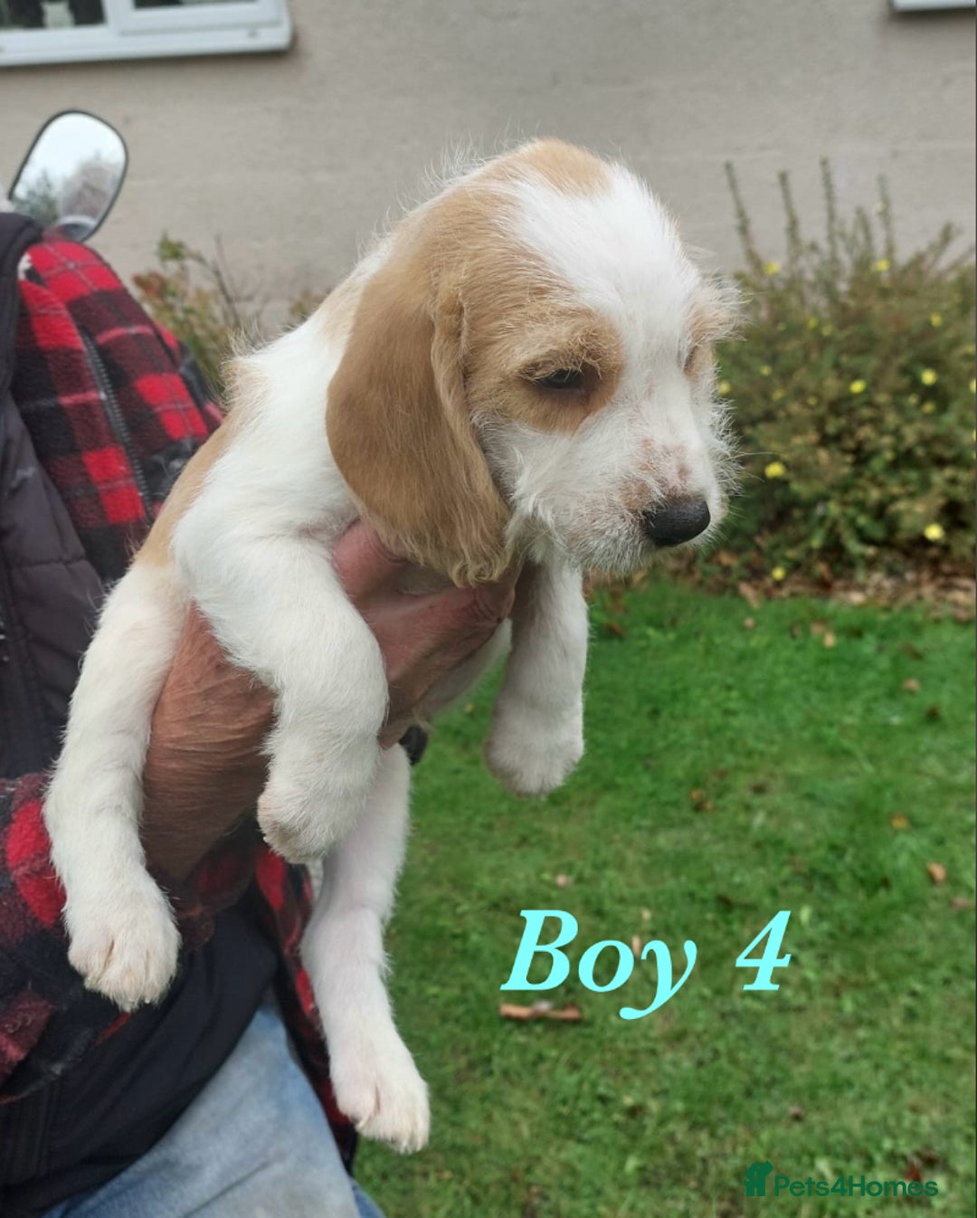Beagle dogs for sale: Beautiful teckle beagles for sale! - Image 5