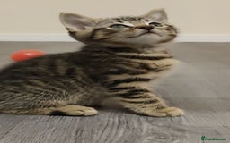 British Shorthair cats for sale: 12 weeks old - Image 5