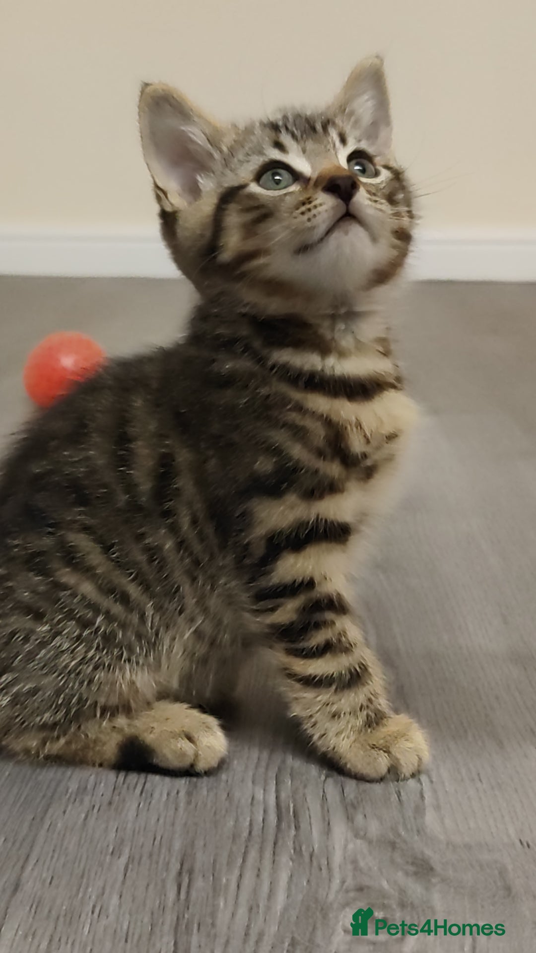 British Shorthair cats for sale: 12 weeks old - Image 5