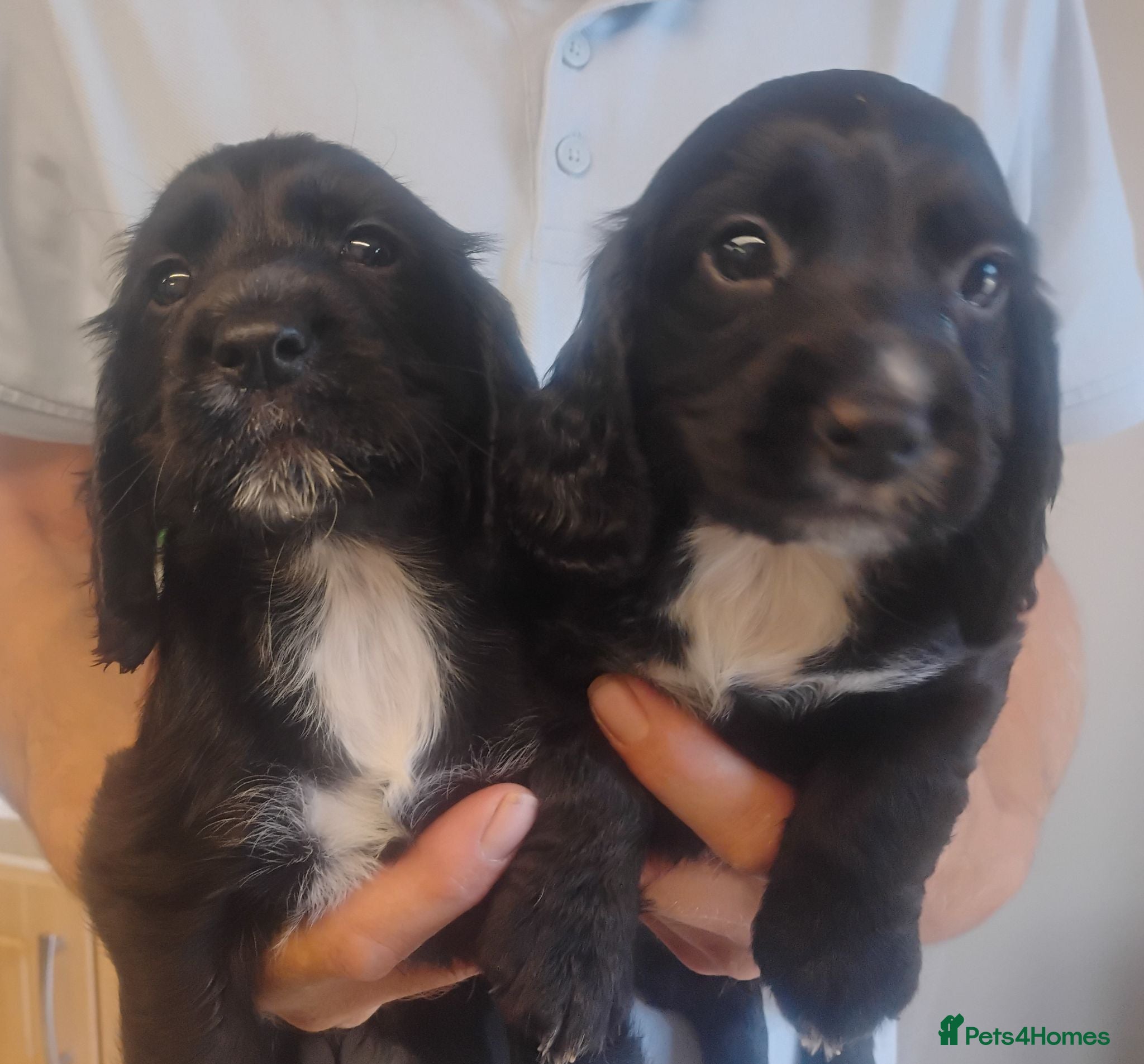 Cocker Spaniel dogs COCKER SPANIEL 8 weeks 27th June  - Advert 2