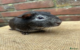 Guinea Pig rodents for sale: Two handsome boars  - Advert 4