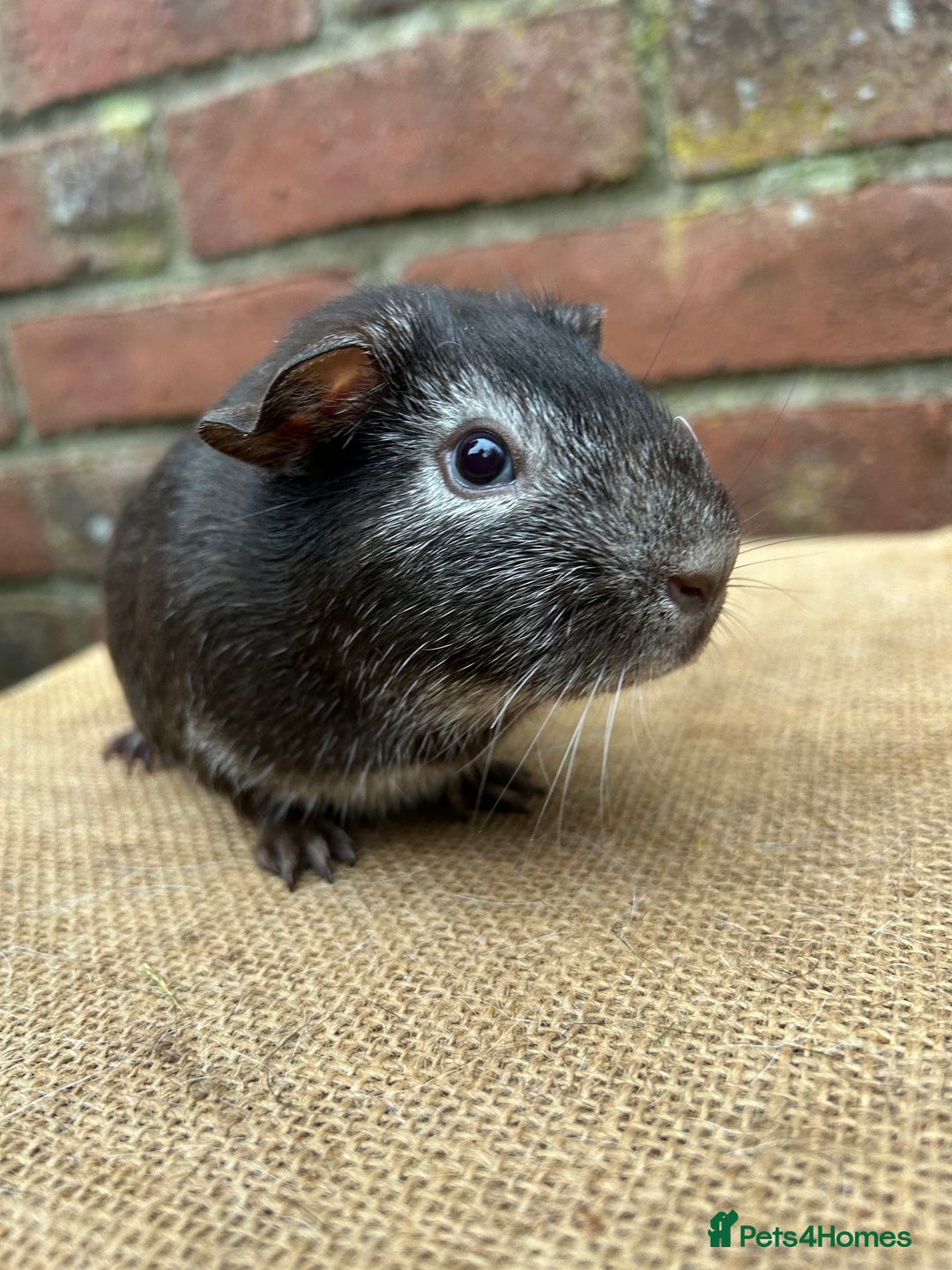 Guinea Pig rodents for sale: Two handsome boars  - Advert 4