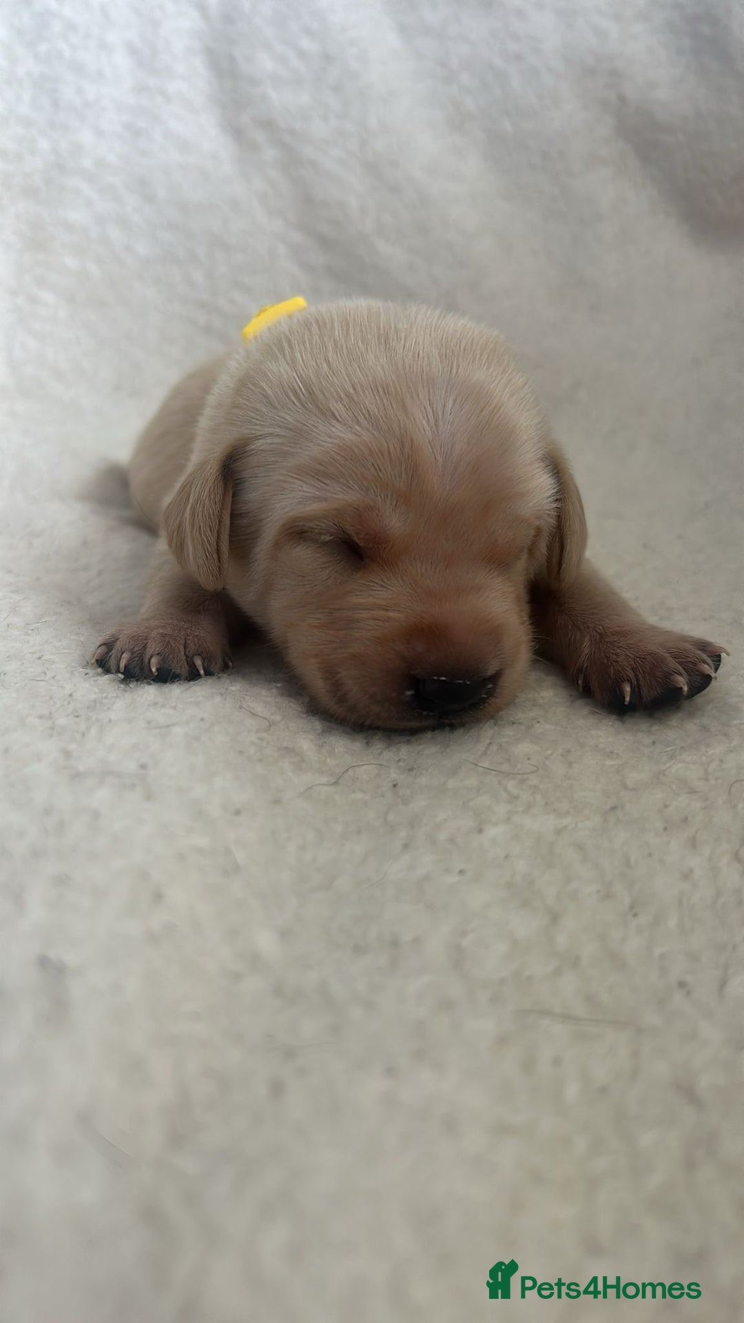 Labrador Retriever dogs for sale: 9 Adorable Labrador Puppies! 2 Pups remaining!  - Advert 9
