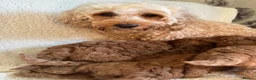 Cockapoo dogs for sale: F1b cockapoo puppies - DNA health test clear  - Advert 29