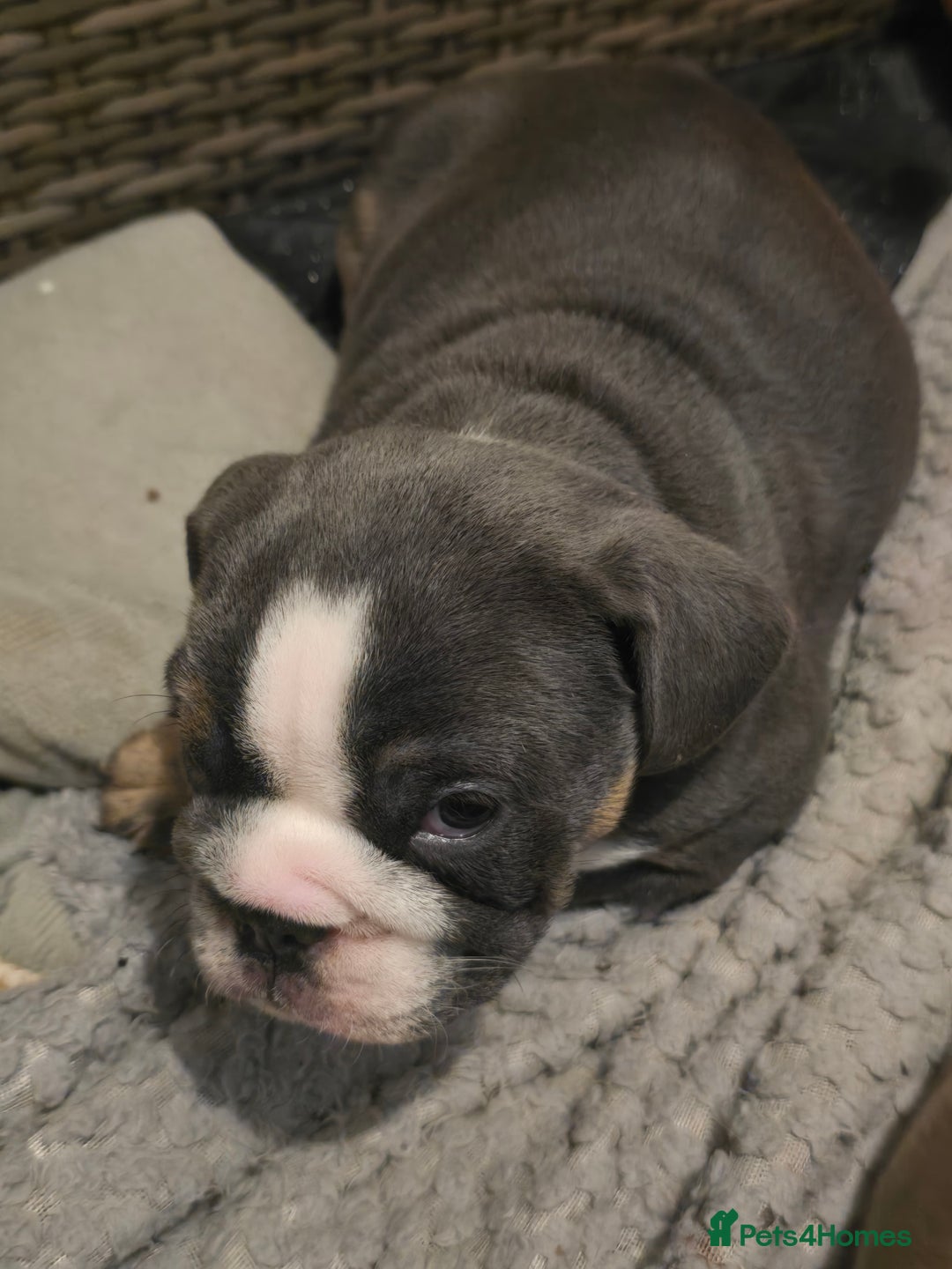 English Bulldog dogs for sale: English bulldog girls - Advert 9