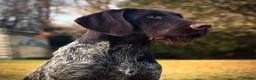 German Wirehaired Pointer dogs for stud: Kc reg, Health tested, Liver ticked GWP at stud - Advert 2
