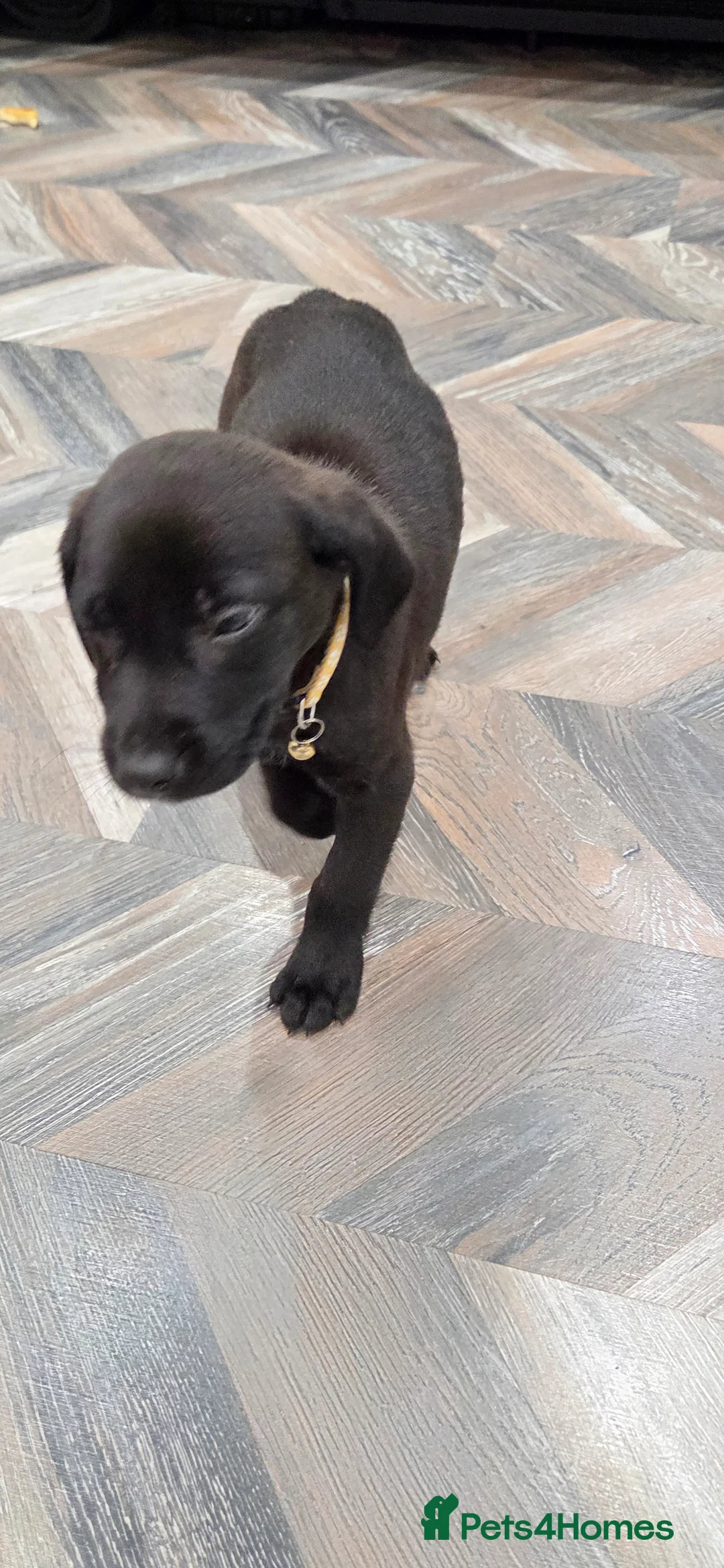 Labrador Retriever dogs for sale: GORGEOUS Dark Chocolate Labrador  - Advert 8