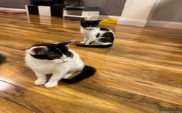 Domestic Shorthair cats for sale: 2 kittens for sale £80 both  - Image 1