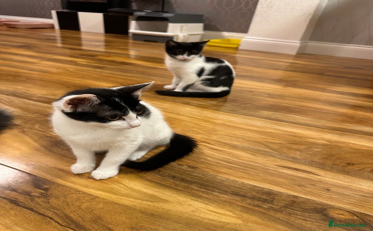 Domestic Shorthair cats - Advert 2