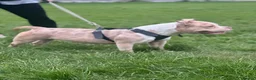 American Bully dogs for sale: Kiara - Advert 2