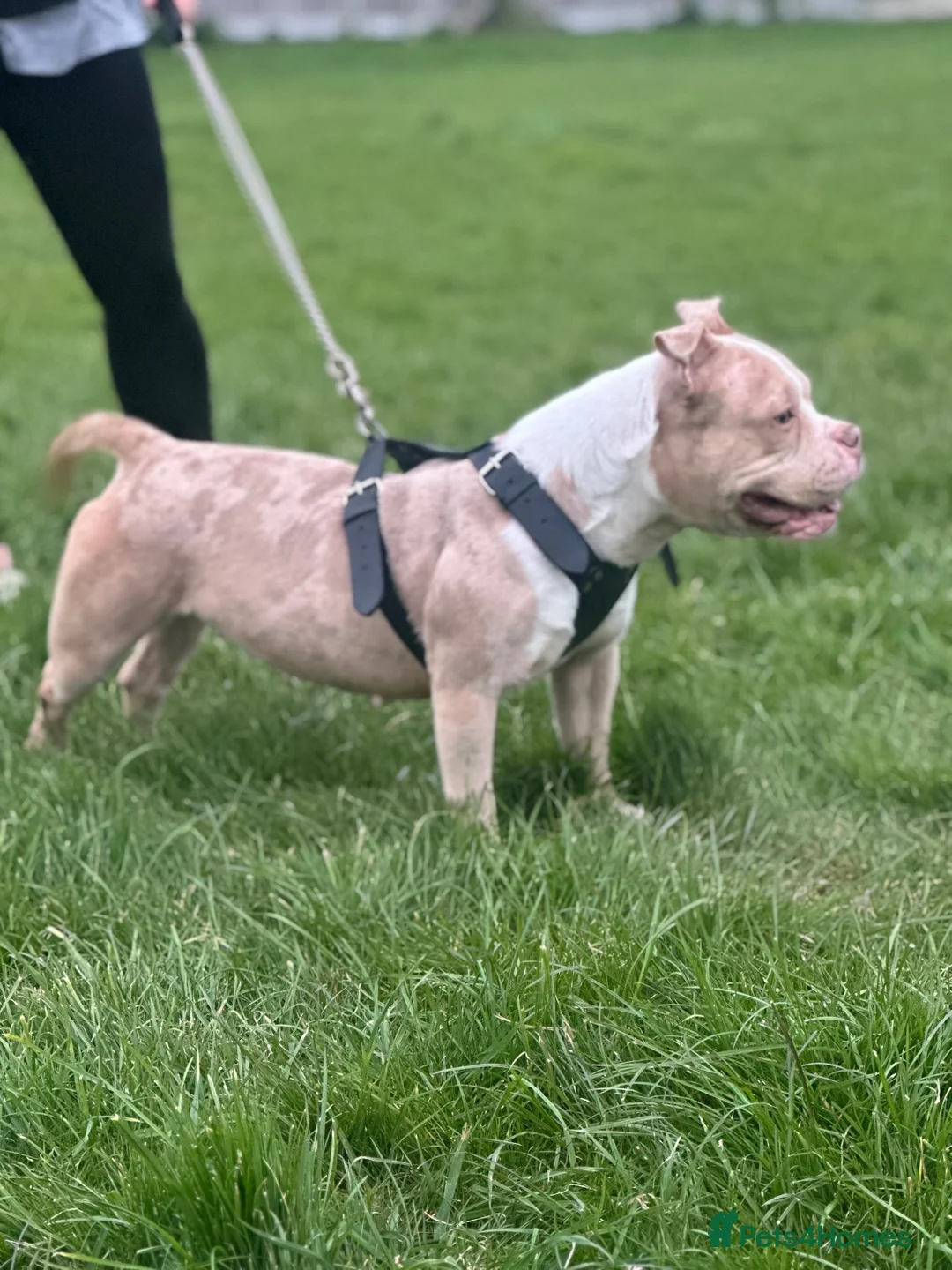 American Bully dogs for sale: Kiara - Advert 2