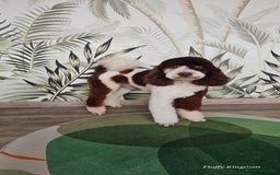 Bernedoodle dogs for stud: STUNNING FULLY HEALTH TESTED MOYEN POODLE🐾  - Image 19