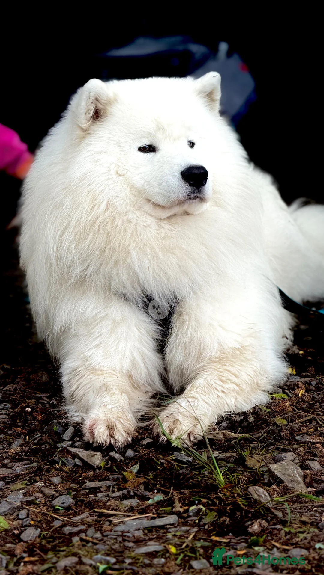 Samoyed dogs for stud: Elite Samoyed Stud–A Genetic Freek Bear Face type. in Deeside - Advert 11