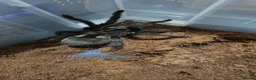 Tarantulas invertebrates for sale: Two Brazilian black tarantulas. - Advert 4