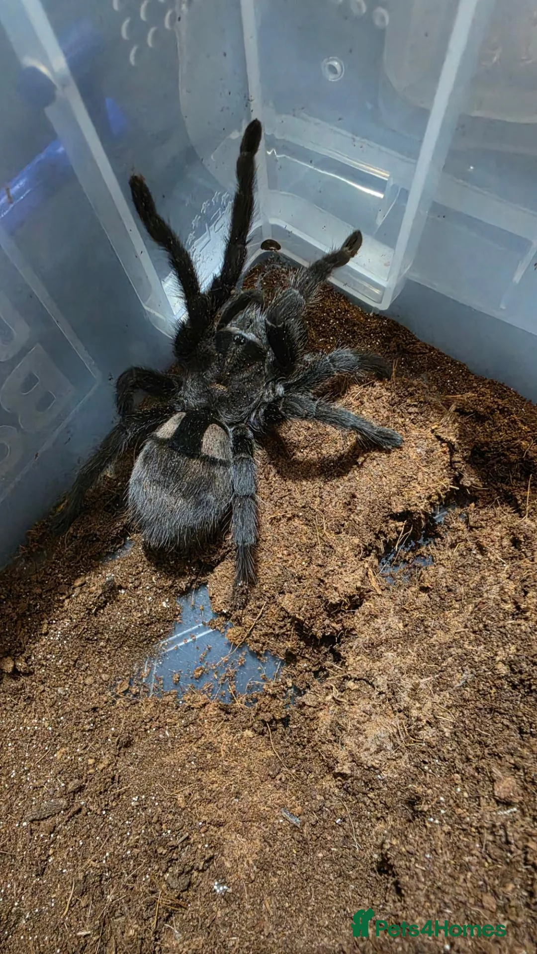 Tarantulas invertebrates for sale: Two Brazilian black tarantulas. - Advert 4