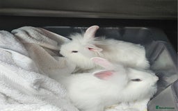 Mini Lop rabbits for sale: 2 beauiful sisters white lion mini lops  - Image 2