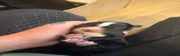 Sprocker dogs for sale: WORKING SPROCKER PUPPIES  - Advert 16