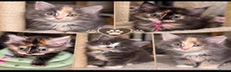 Maine Coon cats for sale: 🐾 FULLY REGISTERED PEDIGREE MAINE COON KITTENS 🐾 - Advert 1